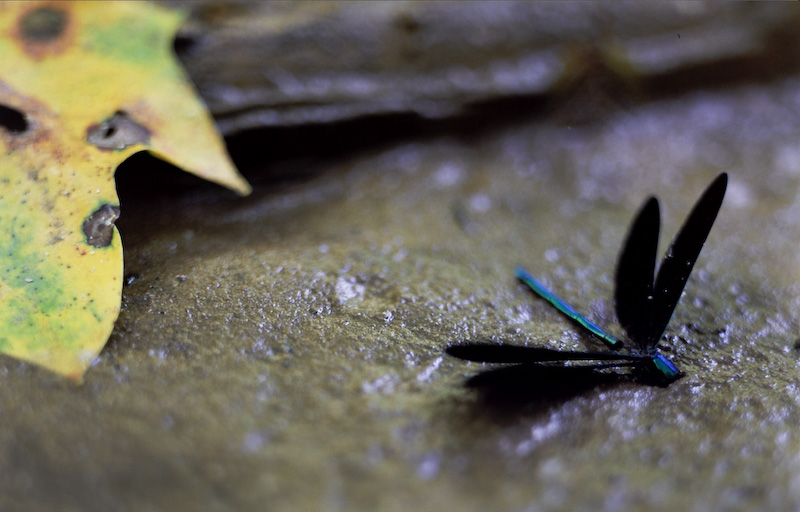 Dragon Fly and Tulip Tree Leaf